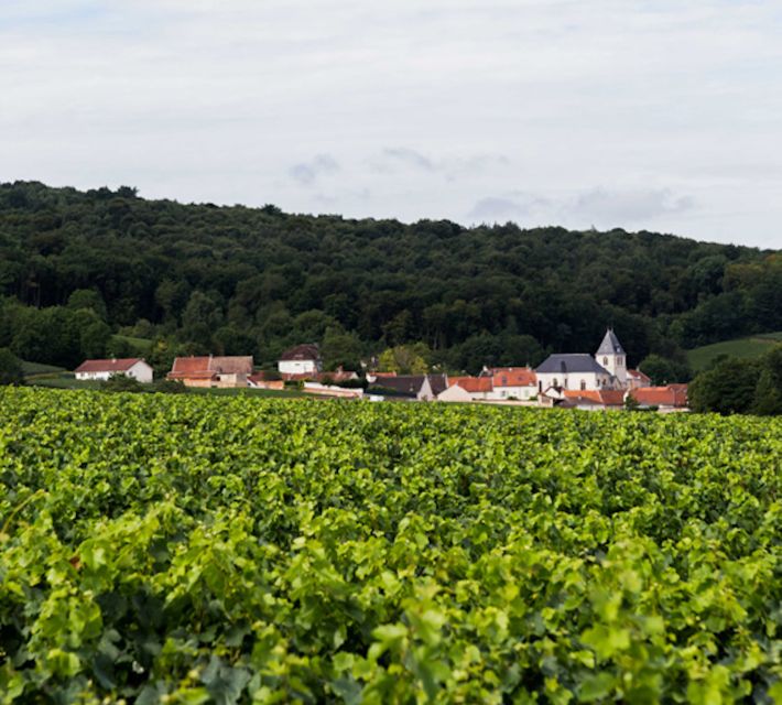 Champagne: Canard-Duchêne Champagne House Tour - Should you book the Champagne House tour?