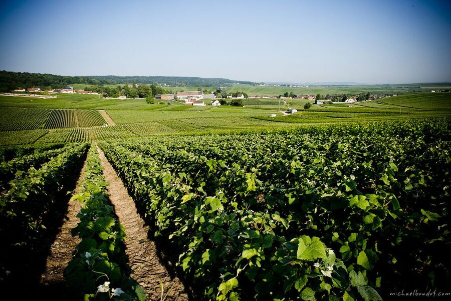Champagne: Canard-Duchêne Champagne House Tour - Choosing between the tasting options