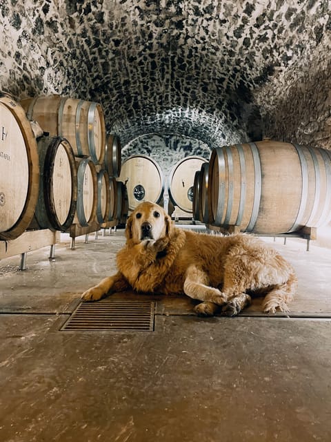 Champagne Cellar Experience: Explore our historic cellars - FAQ