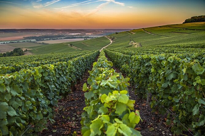 Champagne Day Trip from Reims including 9 Champagne Tastings - The third grower and the final tasting round
