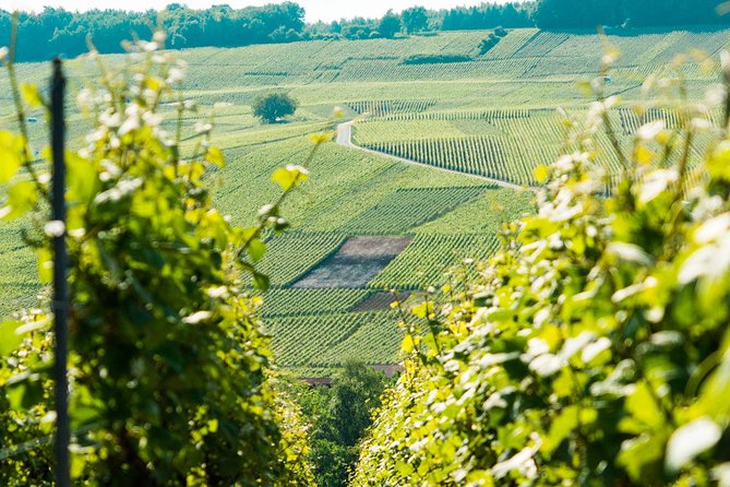 Champagne Day Trip with 6 Tastings, Reims and Winery from Paris - The family winery is the personal highlight