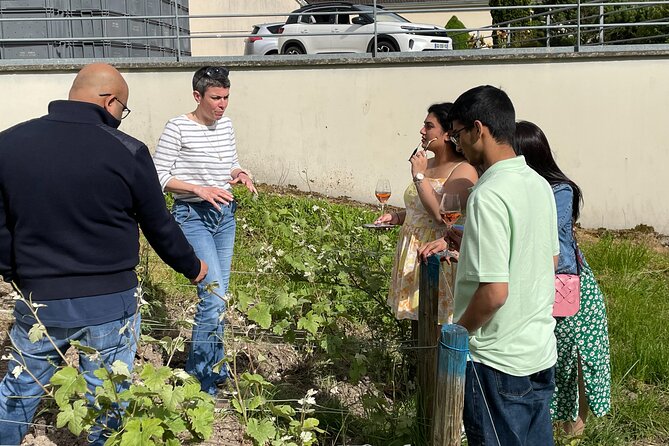 Champagne Munoz Bruneau : Half Day Visit and Tasting - Learning among the vines