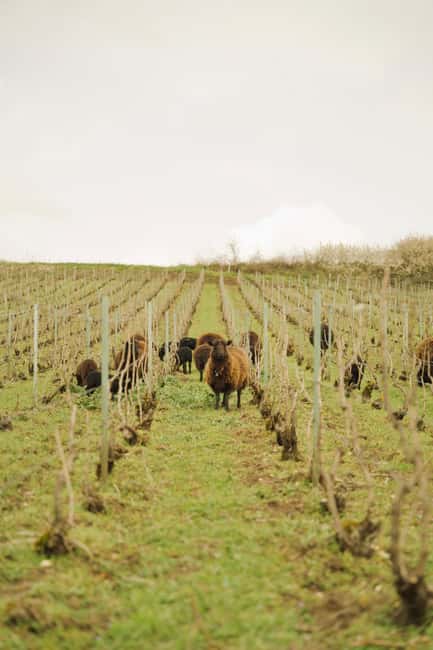 Champagne Vineyard Experience: Delve into the terroir - From the family courtyard to the oldest vines