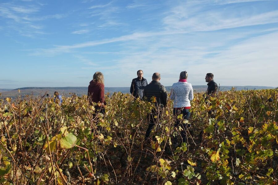 Champagne Vineyard Experience: Delve into the terroir - A tasting with Champagne and Ratafia Champenois