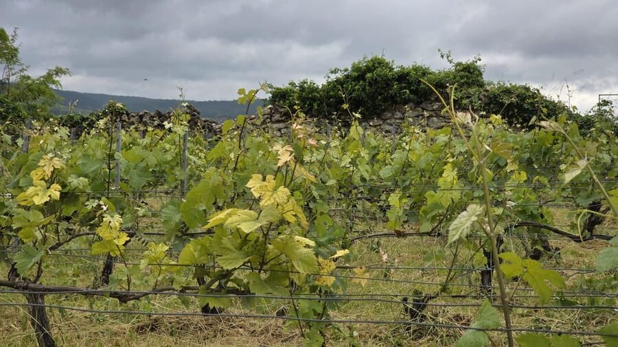 Champagne Vineyard Experience: Delve into the terroir - Price, flexibility, and practical planning