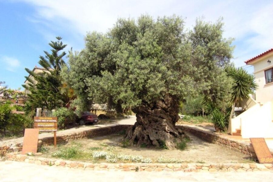 Chania Area: Food Tasting Tour with Winery Visit - Pnevmatikakis Winery and the wine tasting
