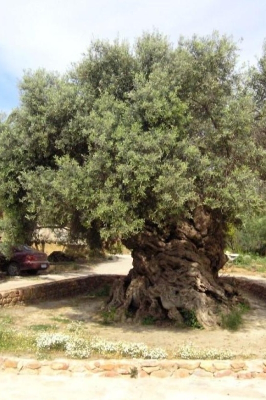 Chania Area: Food Tasting Tour with Winery Visit - Final call on the Chania food tour