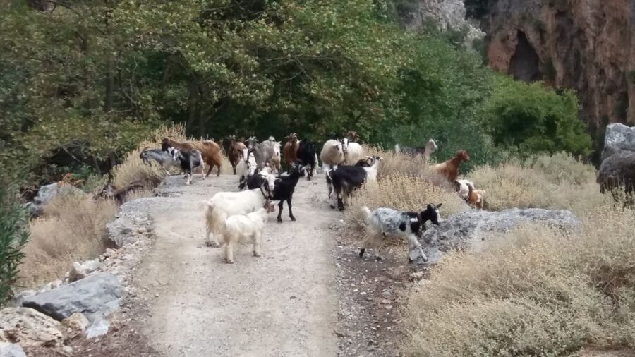 Chania: Milia Mountain Tour w/Lunch Olive Oil/Wine Tastings - Pickup, timing, and practical details