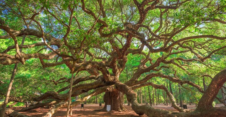 Charleston: Wadmalaw Island Wine Tasting and Tea Garden Trip - Angel Oak: a quick visit to a giant tree