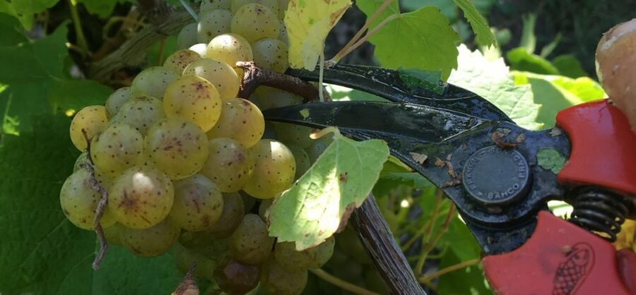 Château du Bois-Huaut: Cellar Tour and Wine Tasting Class - A Two-Hour Visit Built Around Wine