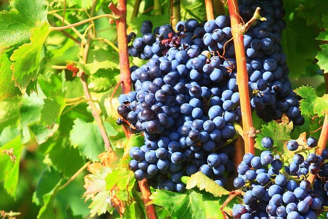 Châteauneuf du Pape Wine Day Tasting Tour including Lunch from Avignon - Séguret, Gigondas, or Vacqueyras when available