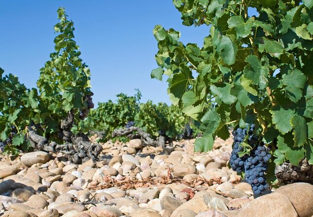 Chateauneuf du Pape wine tour - What This Châteauneuf-du-Pape Day Actually Does