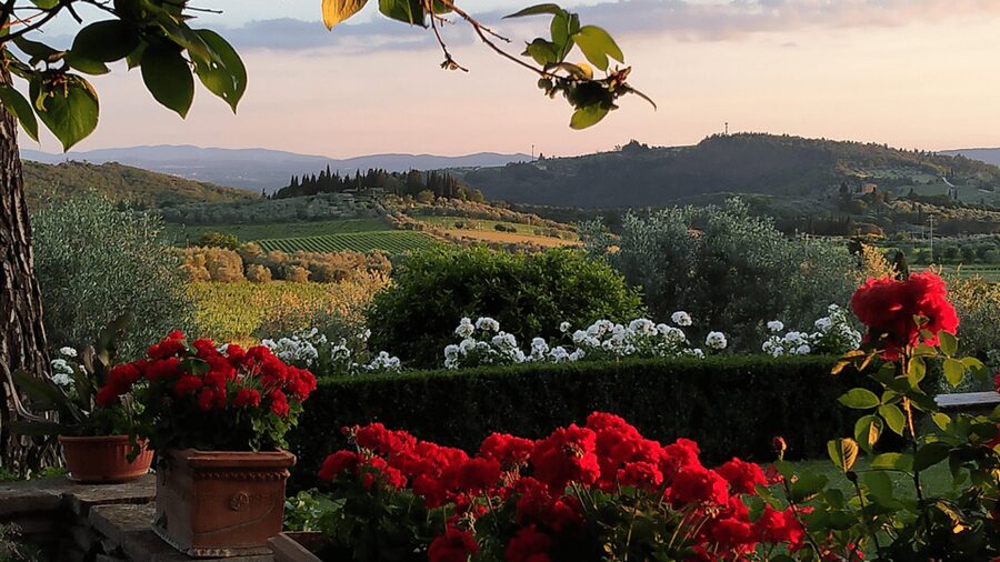 Chianti: Vineyard to Bottle Winery Visit with Tastings - The 40-minute walk through vines and olive trees