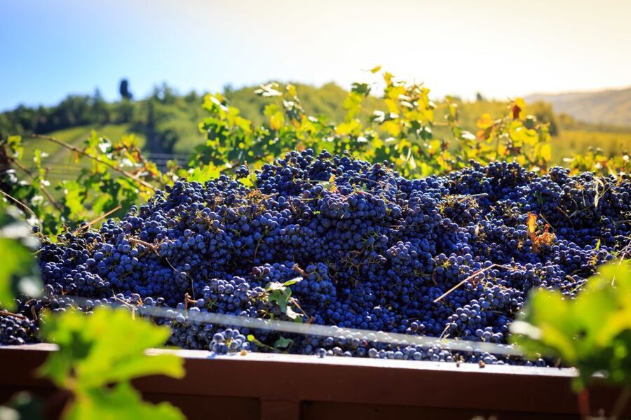 Chianti: Wine and Olive Oil Tasting with Cellar Tour - A short introduction to Chianti at Fattoria Santo Stefano