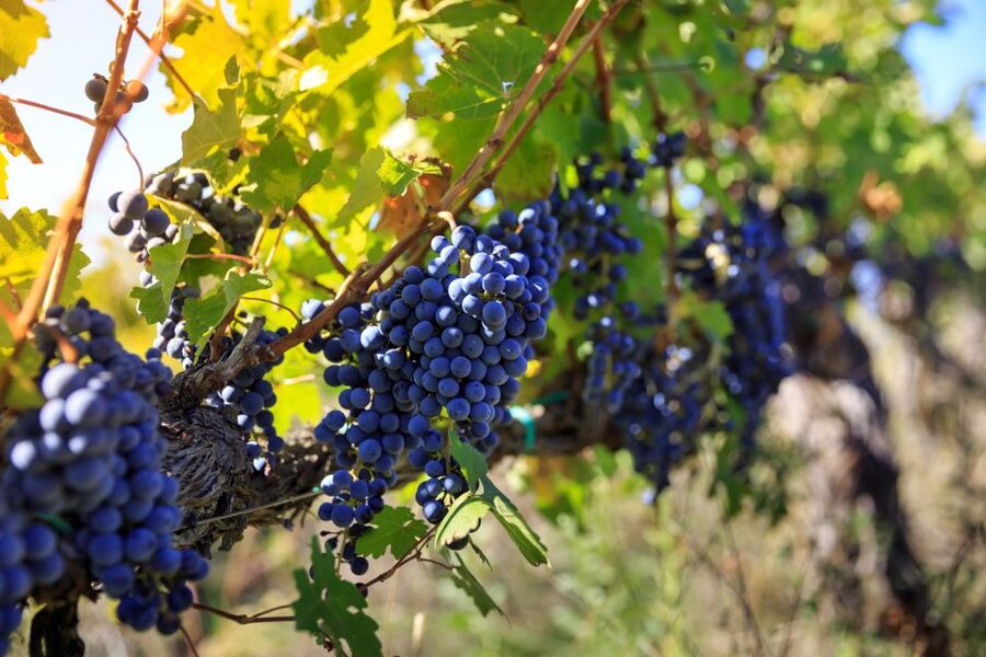 Chianti: Wine and Olive Oil Tasting with Cellar Tour - Should you book the Fattoria Santo Stefano tour?