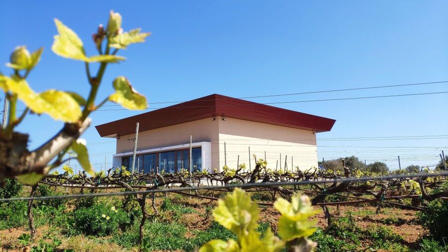 Ciutadella de Menorca: Family Winery Tour with Wine Tasting - Why the ecology discussion matters