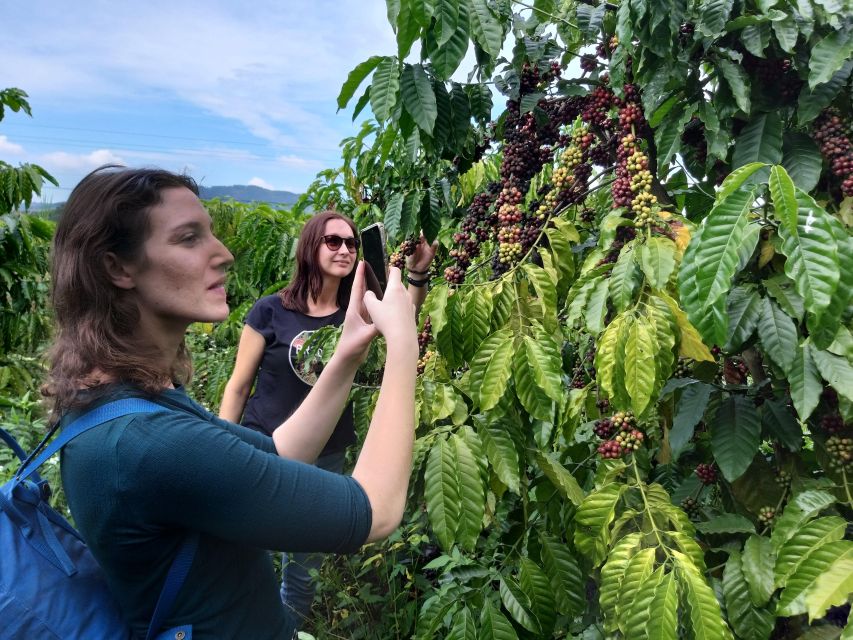 Coffee - Wine - Tea Da Lat's Agricultural Treasures Tour - Why Da Lat’s farms make a better day trip by motorbike