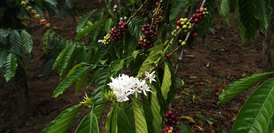 Coffee - Wine - Tea Da Lat's Agricultural Treasures Tour - Comfort, safety, and who should book