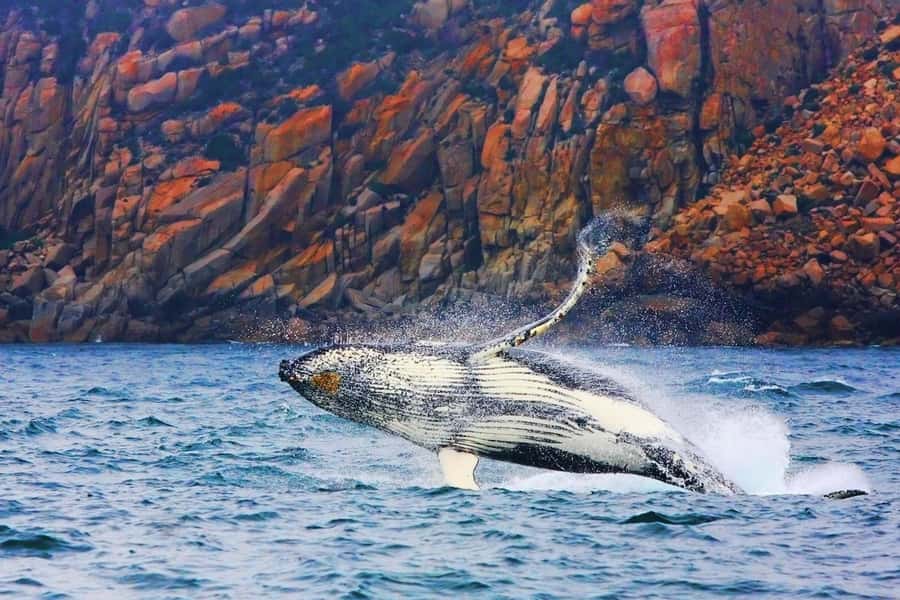 Coles Bay: Wineglass Bay Adults-Only Cruise with Lunch - Key details before you book