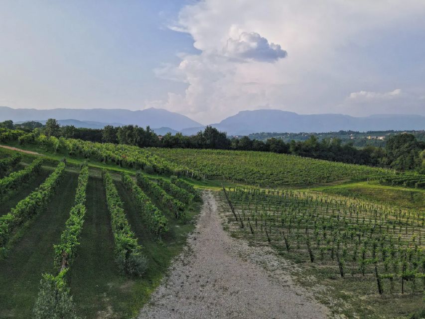 Conegliano: Prosecco Hills and Vineyards tour - A hilltop introduction to Prosecco Superiore