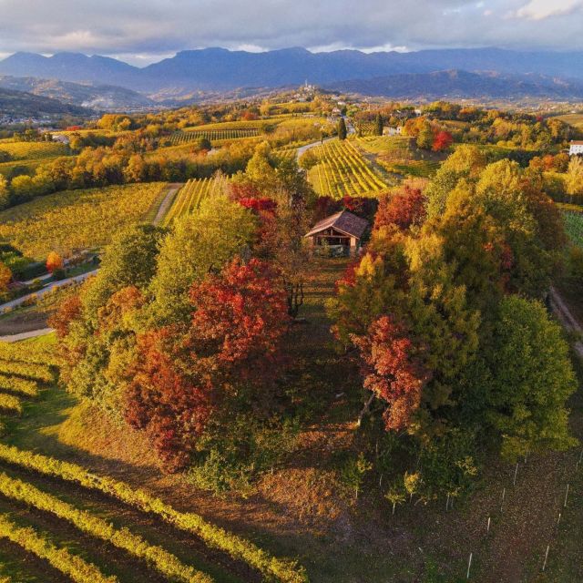 Conegliano: Prosecco Hills and Vineyards tour - Is the ManiSagge Prosecco tour worth booking?