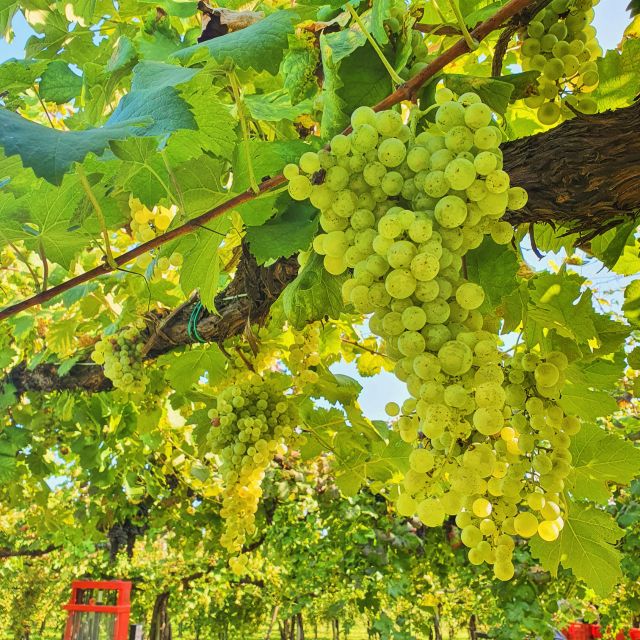 Conegliano: Prosecco Hills and Vineyards tour - The cellar question