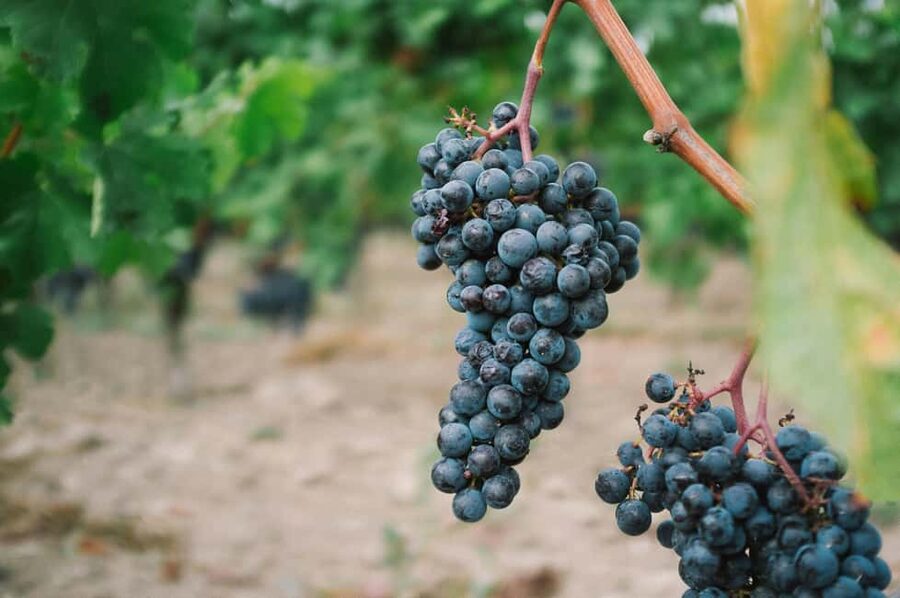 Côte de Beaune Half-Day Wine Tour from Dijon - Key points to know before booking