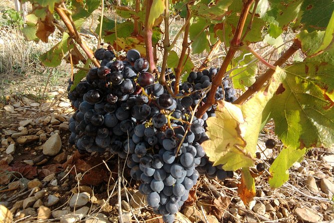 Cotes de Provence Wine Tour from Aix-en-Provence - What the tastings are really like
