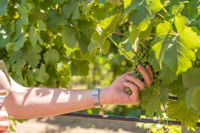 Cotes de Provence Wine Tour from Aix-en-Provence - Is $119.77 a fair price?