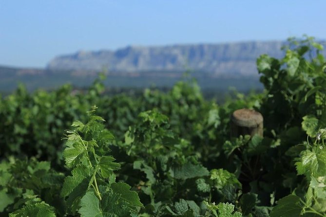 Cotes de Provence Wine Tour from Aix-en-Provence - Second tasting at Domaine Terre de Mistral