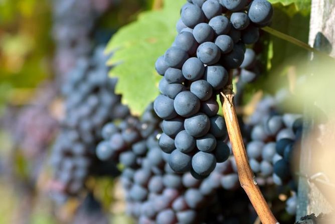 Countryside Half-day Gastro-Wine Tour from Budapest Meal & pickup - The homemade meal is the real finish