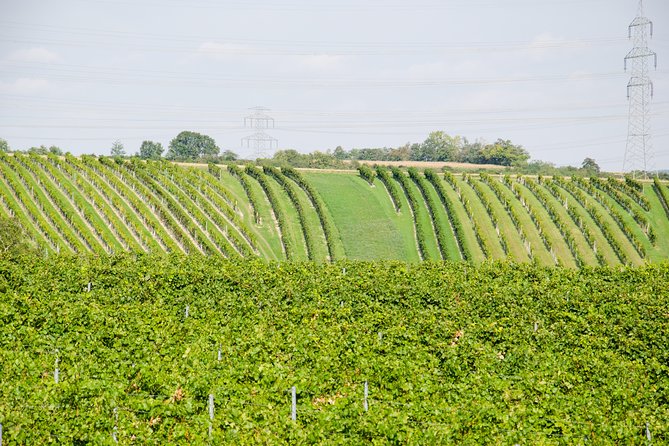 Countryside Half Day Wine Tour near Vienna - Guides can shape the whole outing