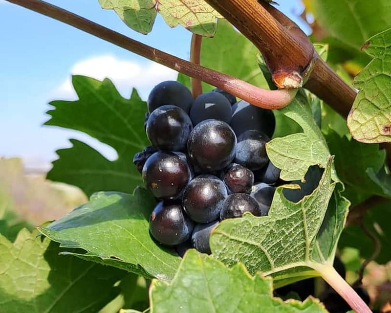 Crete: 2 Wineries Private Tour with Wine Tasting & Lunch - Key points to know before booking