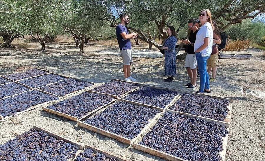 Crete: Knossos Palace, Winery & Olive Oil Tour with Lunch - Who should book it