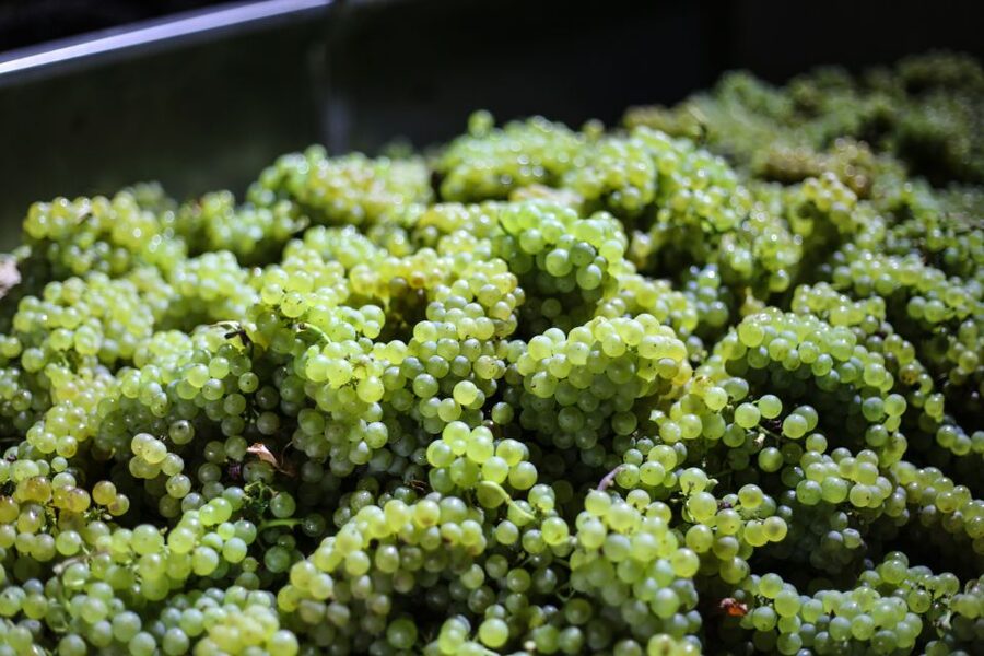 Crete: Olive, Wine, & Raki on a Flavorful Culinary Journey - Skalani and the olive mill