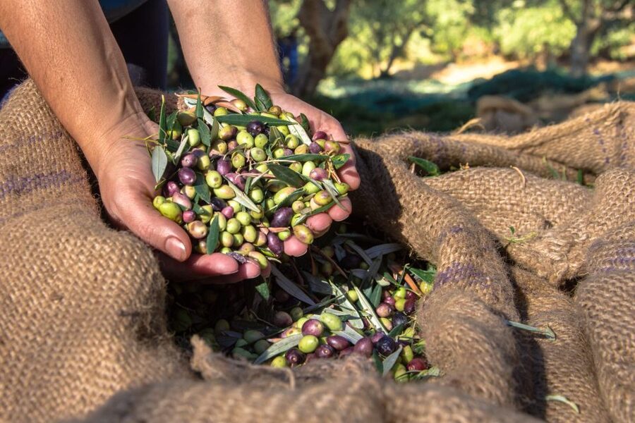 Crete: Olive, Wine, & Raki on a Flavorful Culinary Journey - The drive through Crete’s villages