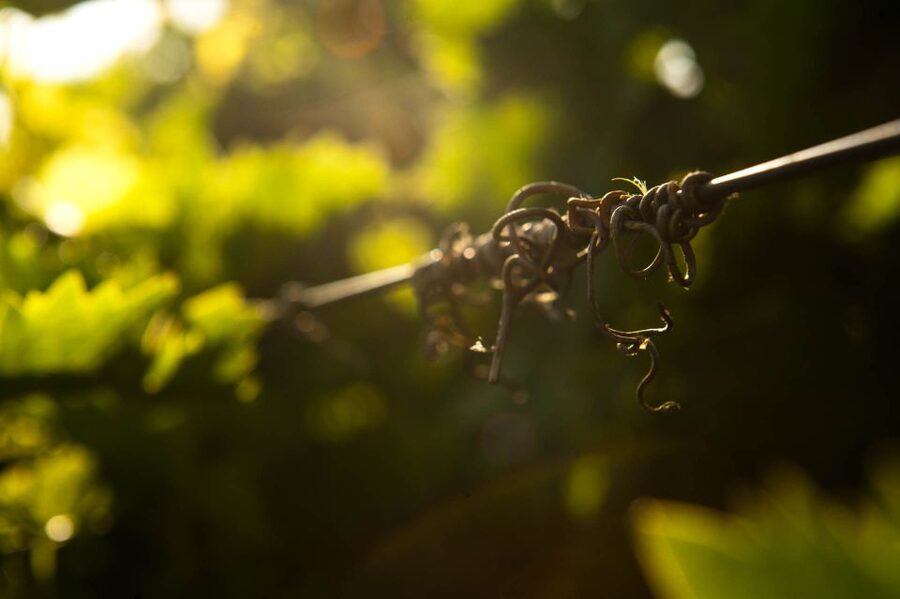 Crete: Olive, Wine, & Raki on a Flavorful Culinary Journey - What the $126 price includes