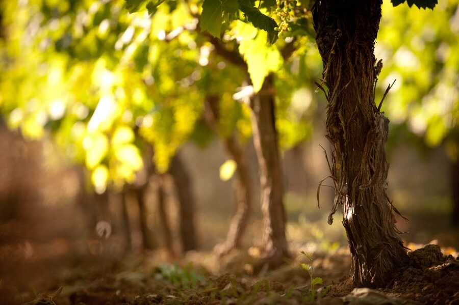 Crete: Olive, Wine, & Raki on a Flavorful Culinary Journey - A comfortable start from Heraklion