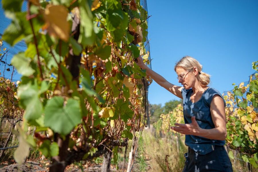 Crete Private Tour: The Secrets of Wine, Olives & Honey - Key reasons to consider this Crete tour