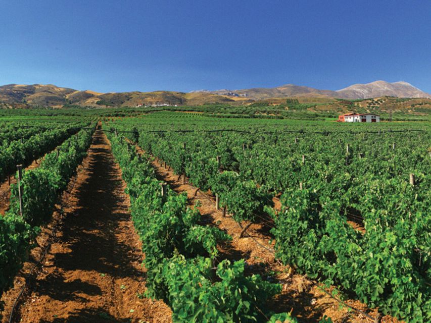 Crete Private Tour: The Secrets of Wine, Olives & Honey - What the $604 group price really covers