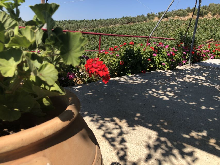 Crete Private Tour: The Secrets of Wine, Olives & Honey - Klados Winery and the first taste of Crete