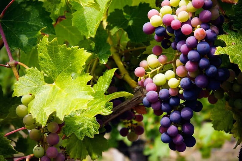 Cyprus: Troodos Mountain Wine Tour with a Local - Family wineries and the character of Cypriot wine