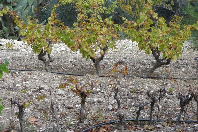 Cyprus: Troodos Mountain Wine Tour with a Local - Village lanes, churches, and local crafts