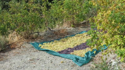 Cyprus: Troodos Mountains Villages and Wineries Tour