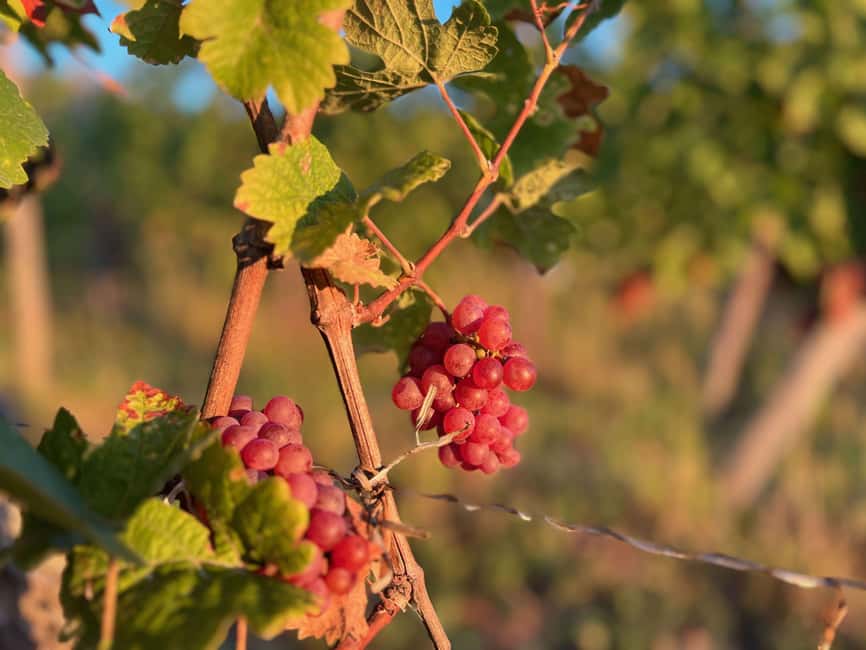 Dare to Alsace Wine with a Feminine Touch - Seven organic wines, chosen by your taste