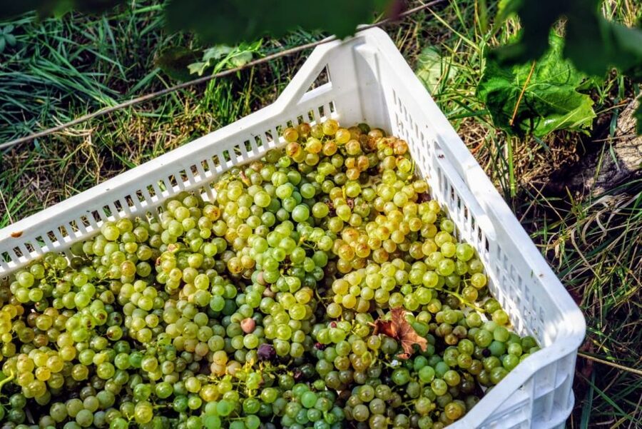Desenzano: Lugana Wine-Tasting and Vineyard Tour - The value of $59 for two hours