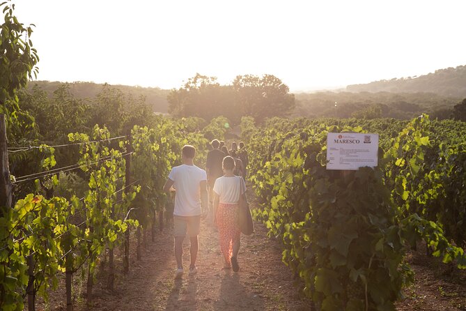Dinner in the vineyard with wine tasting and walk - Five starters that set the Apulian table