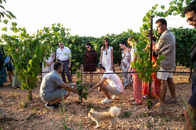 Dinner in the vineyard with wine tasting and walk - Walking the vines before dinner