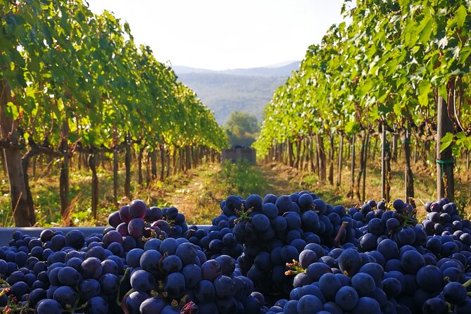 Discover Sustainable Wines in a Guided Tour and Tasting - Is the $40.64 price good value?