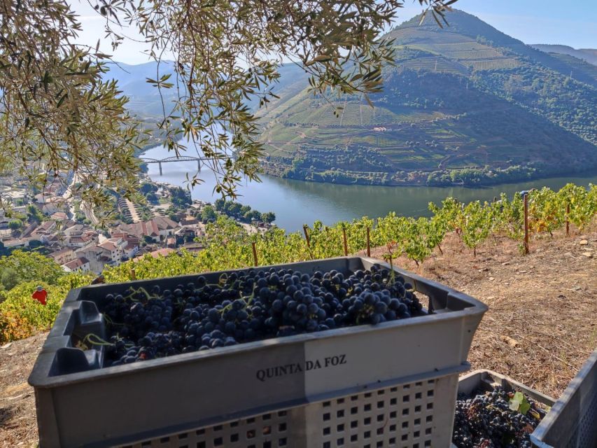 Douro Valley: (Pinhão) Quinta da Foz - Tour&Tasting 5 WINES - The Vineyard Walk and Douro View